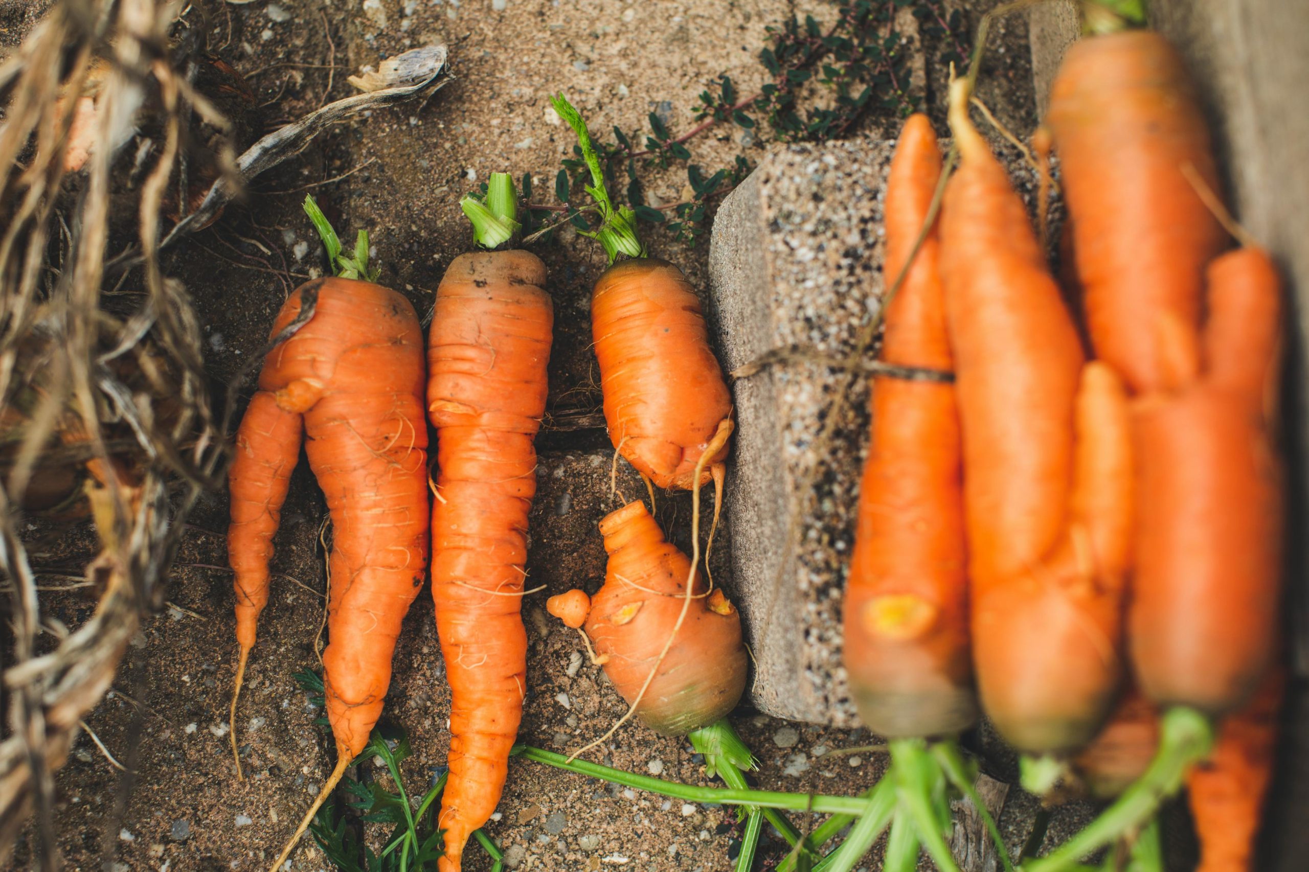 Strategies for Investing in Sustainable Agriculture