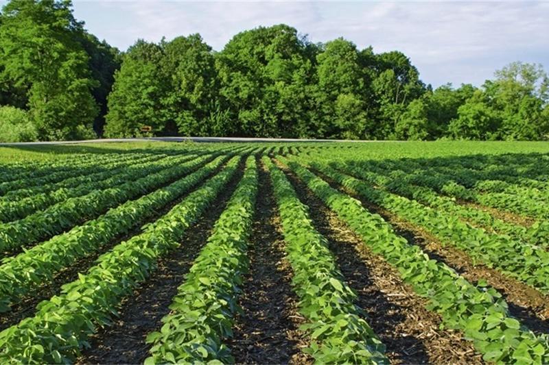 Strategies for Investing in Sustainable Agriculture The Future of Sustainable Agriculture in Australia