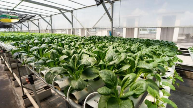 The Importance of Community-Supported Agriculture CSA Investments Environmental Advantages of CSA