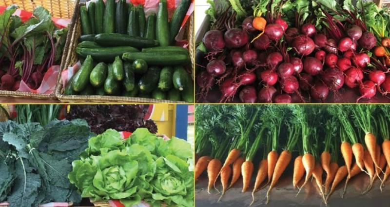 The Importance of Community-Supported Agriculture CSA Investments Social and Health Impacts of CSA